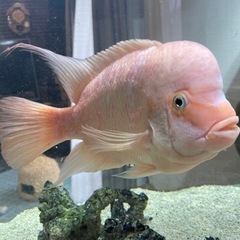 パープルローズクィーンシクリッド【熱帯魚】