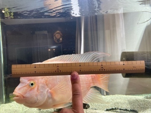 パープルローズクィーンシクリッド【熱帯魚】