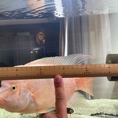 パープルローズクィーンシクリッド【熱帯魚】