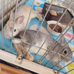2匹一緒に飼ってくれる方でお願いします！