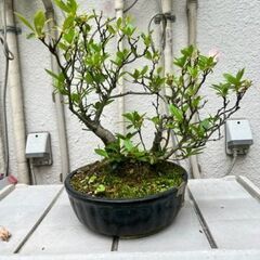 さつき盆栽