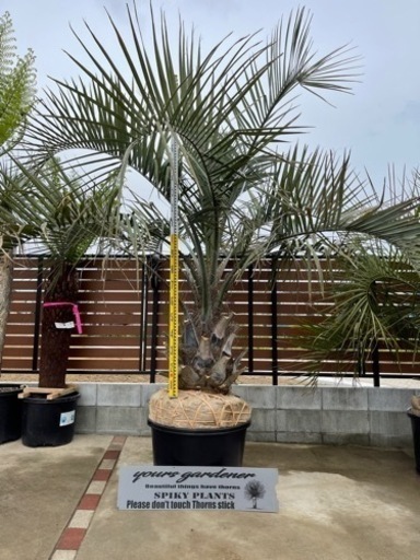 ココスヤシ、配送＋植え込み費コミコミ2メートル級！幹しっかり！