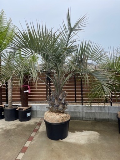 ココスヤシ、配送＋植え込み費コミコミ2メートル級！幹しっかり！