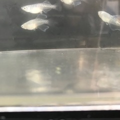🌸螺鈿光メダカ（ヒカリ体型)  10匹セット🌸