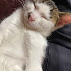 土日限定