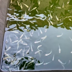 初心者向けメダカになりますの画像