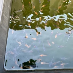初心者向けメダカになりますの画像