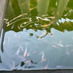初心者向けメダカになりますの画像
