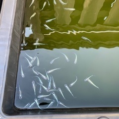 初心者向けメダカになりますの画像