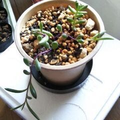 ルビーネックレス 多肉植物