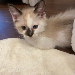 葉山ねこねこランド子猫祭り