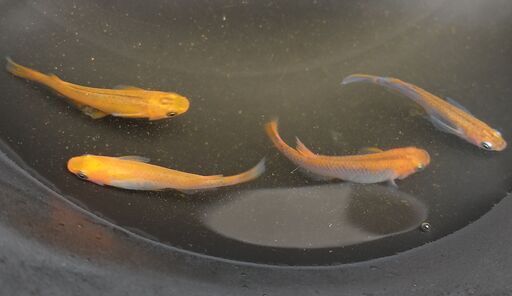 ◆値下◆メダカ（紅薊 \u003c普通体型\u003e）※産卵開始※《2021年生：成魚》４匹