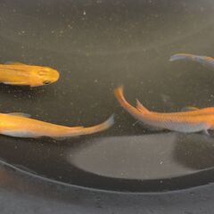 ◆値下◆メダカ（紅薊 <普通体型>）※産卵開始※《2021年生：...