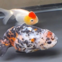 高級金魚 江戸錦(らんちゅう)ライオンヘッド丹頂(らんちゅう) ...