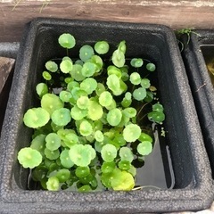 ウォーターコイン水草