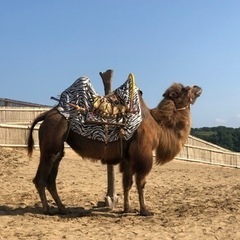 よければ今日(5/17)敦賀で飲みませんか？ − 福井県