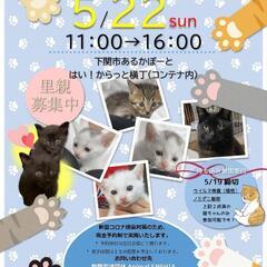 保護猫譲渡会
