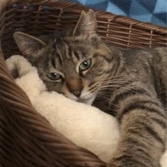 残りの猫生幸せにしてくださる方を探しています。