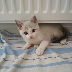 かわいい子猫貰って下さい（レタラ）