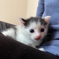 受付終了。生後1ヶ月の子猫、里親募集します！