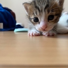 受付終了。生後1ヶ月の子猫、里親募集します。