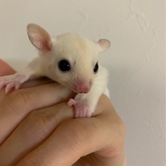 フクロモモンガ　モシスティック　男の子