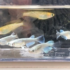 現物です！めだか6匹セット　改良メダカ