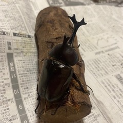 決まりました国産カブトペアの画像