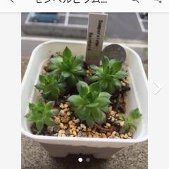 センペルビウム　ラインハルト