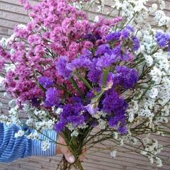 (決まりました)花スターチス #ドライフラワーの画像