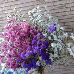 (決まりました)花スターチス #ドライフラワー