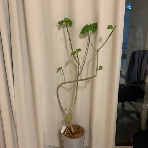 観葉　植物売ります(ウンベラータ)
