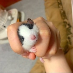 ラットの赤ちゃん里親（残りメスのみ1名キャンセル待ち）