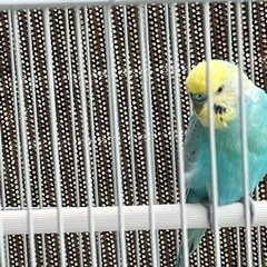 インコ