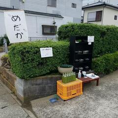 6/1(日)めだか販売。