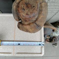 ちん○の木の画像