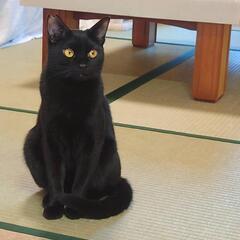 クロちゃんの里親おねがいいただける方。クロちゃん愛用サークルとト...