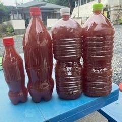 PSB【メダカ　稚魚　針子　餌　】