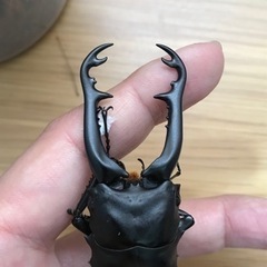 ギラファノコギリクワガタ（ジャワ産）の画像