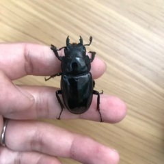 ギラファノコギリクワガタ（ジャワ産）の画像
