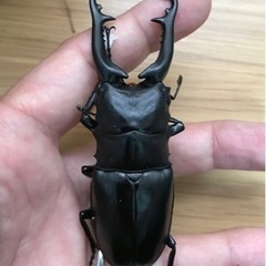 ギラファノコギリクワガタ（ジャワ産）の画像