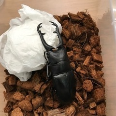 ギラファノコギリクワガタ（ジャワ産）の画像