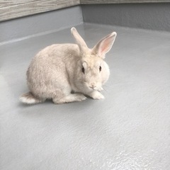 子うさぎ