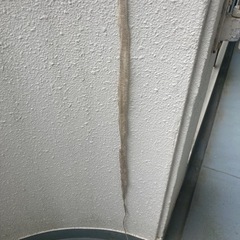 アオダイショウ抜け殻の画像