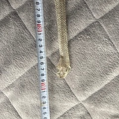 アオダイショウ抜け殻の画像