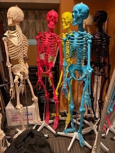 カラフル　人体模型 骨格模型 7ウェルネ 全身骨格 模型 等身大