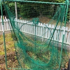ティーネット 野球