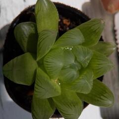 ハオルチア