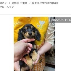 チワックス子犬♥️☀️😊夏休みセール🌟🌈