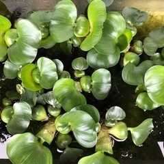 メダカの水草